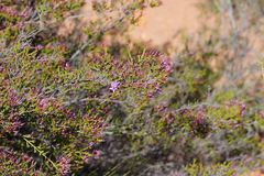 Calytrix microcoma