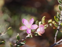 Lithomyrtus microphylla