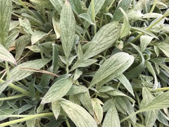 Phacelia egena