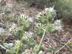 Phacelia egena