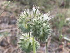 Phacelia egena