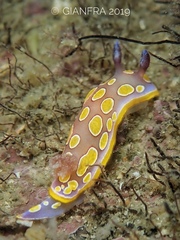 Felimida luteorosea