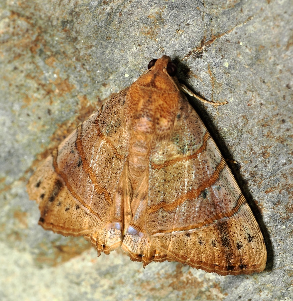 Eulepidotis mustela