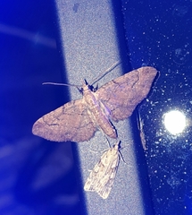 Eupithecia unicolor