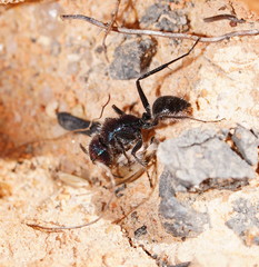 Calomyrmex