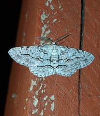 Stenoporpia pulmonaria