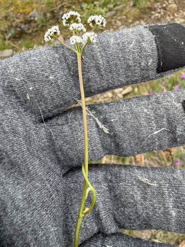 Image of Lomatium piperi by no rights reserved