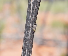 Pauropsalta