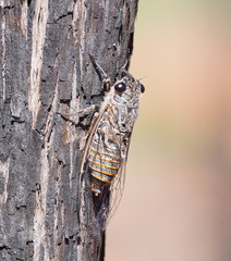 Pauropsalta