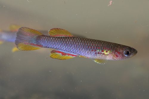 Sky-blue killi (Aphyosemion coeleste) — Nothobranchiidae