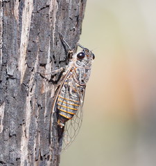 Pauropsalta