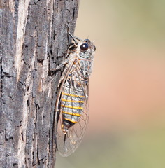 Pauropsalta