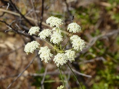 Perideridia californica