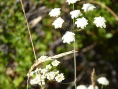 Perideridia californica