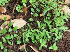 Evolvulus alsinoides angustifolius