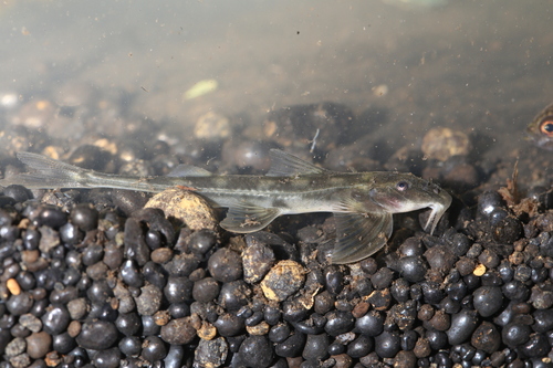 Typical sand catfish (Doumea typica) — Amphiliidae — 4