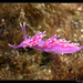 Flabellina pedata - Photo (c) Christophe Quintin, some rights reserved (CC BY-NC)