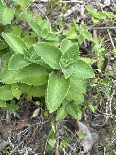 Coleus amboinicus