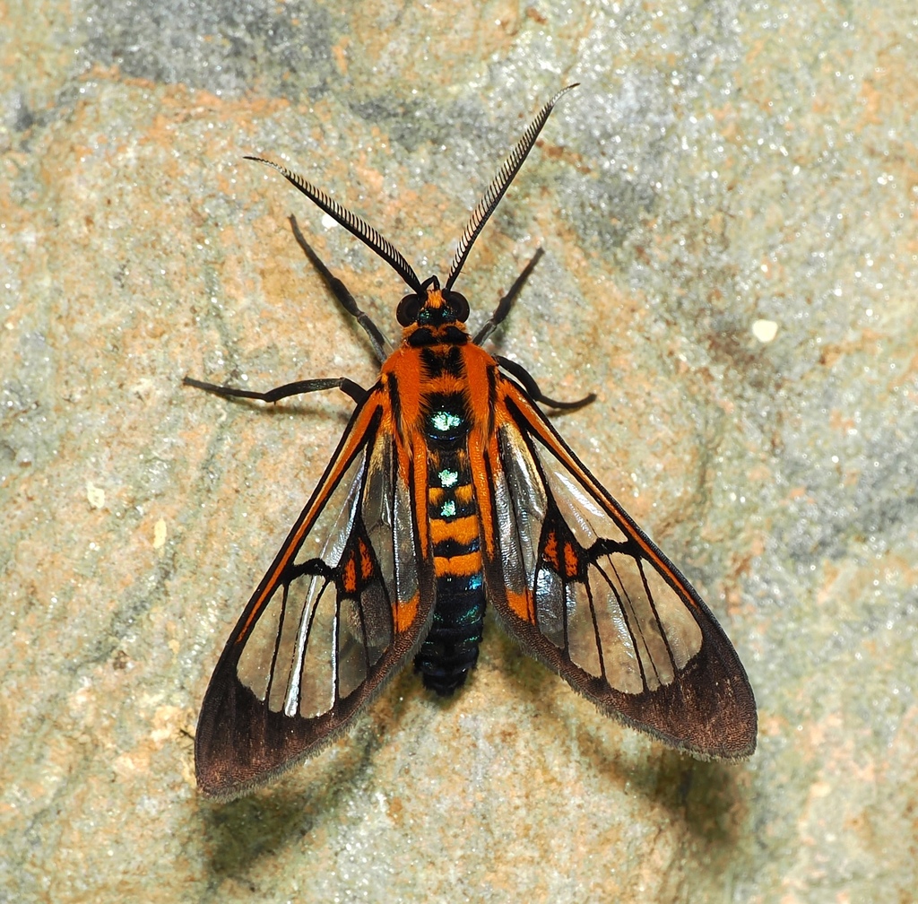 Cosmosoma