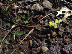 Lomatium stebbinsii