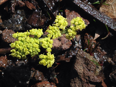 Lomatium stebbinsii