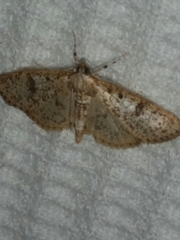 Palpita freemanalis