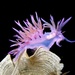 Flabellina affinis - Photo (c) Simone Carletti,  זכויות יוצרים חלקיות (CC BY-NC-ND)