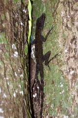 Anolis argenteolus
