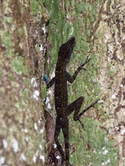 Anolis argenteolus