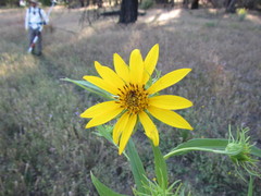 Helianthus californicus