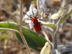 Tetraopes basalis