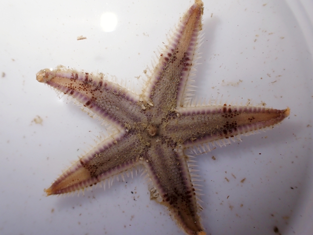 Astropecten velitaris