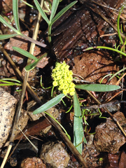 Lomatium stebbinsii