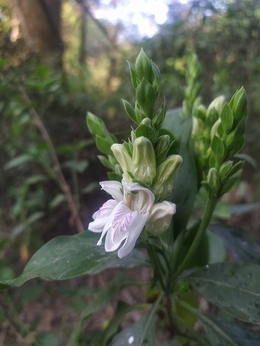 Image of Justicia adhatoda by (c) Ankit Shakya, some rights reserved (CC BY)
