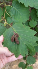 Alnus hirsuta
