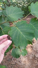 Alnus hirsuta