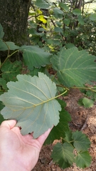Alnus hirsuta