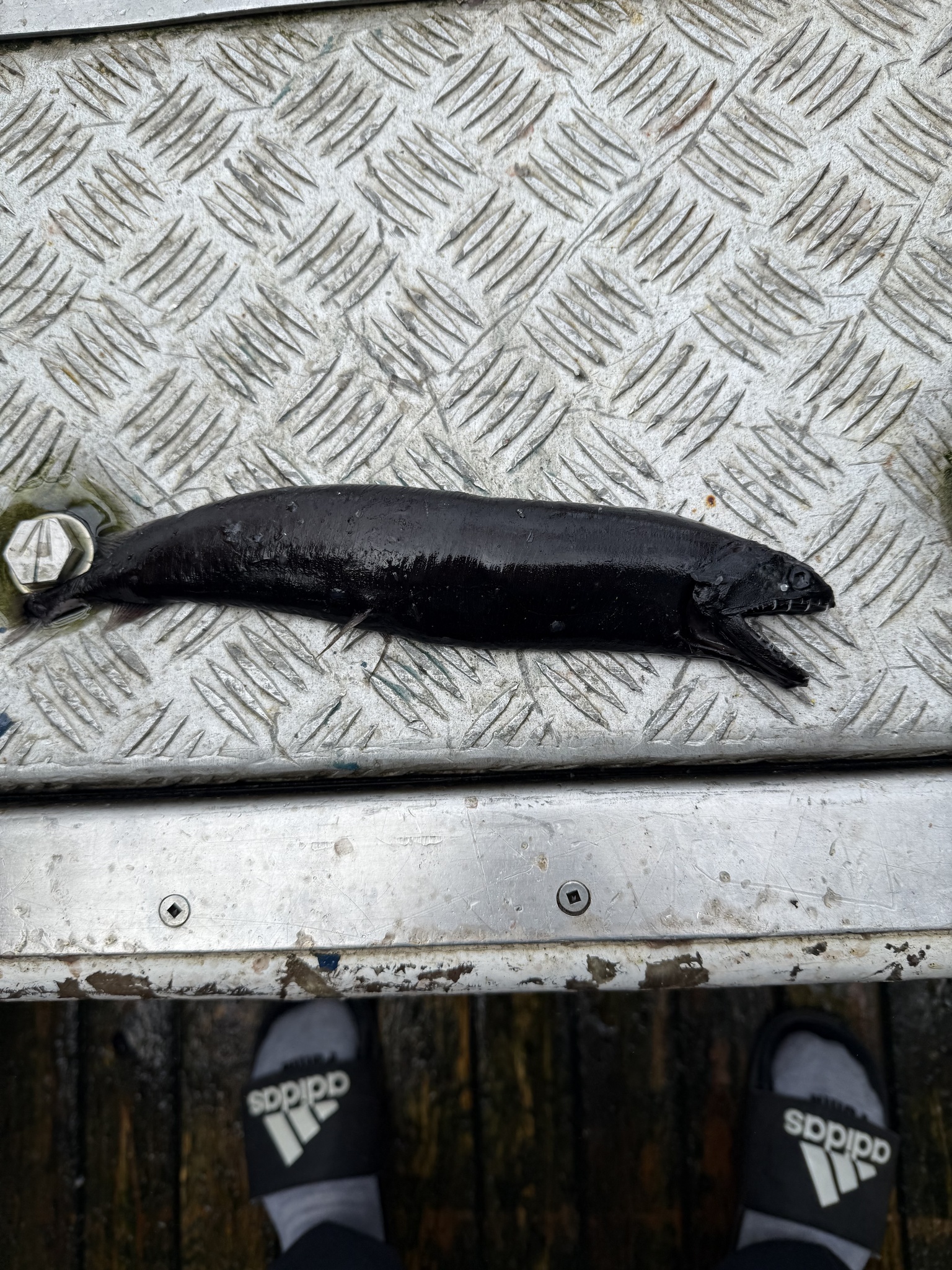 Threelight Dragonfish photo 2