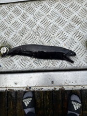 Threelight Dragonfish photo 1