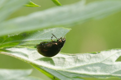 Chrysolina aurichalcea
