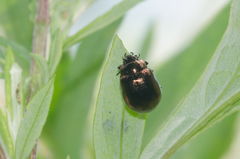 Chrysolina aurichalcea