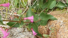 Penstemon clevelandii clevelandii