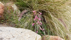 Penstemon clevelandii clevelandii
