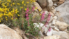 Penstemon clevelandii clevelandii
