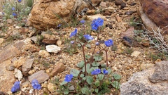 Phacelia campanularia campanularia