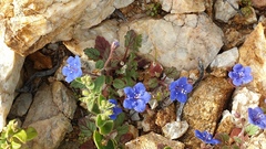 Phacelia campanularia campanularia