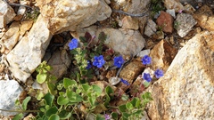 Phacelia campanularia campanularia