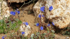 Phacelia campanularia campanularia