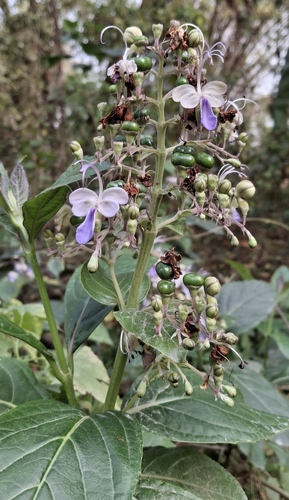 Foto de Clerodendro