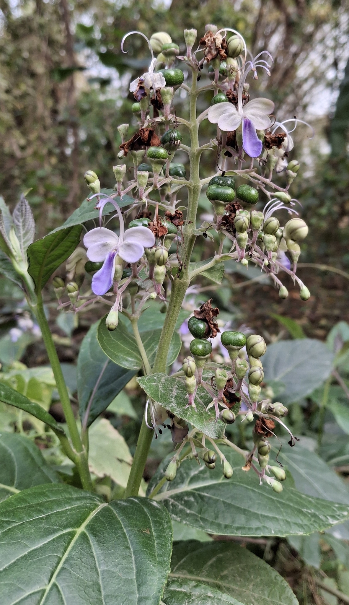 Imagem de Clerodendro